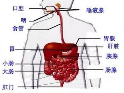 胰腺疼痛位置图片