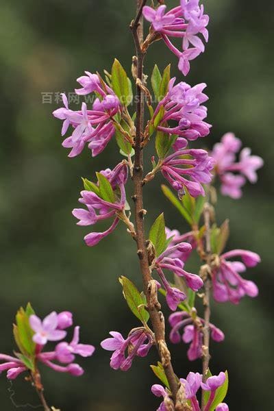 芫花的功效与作用