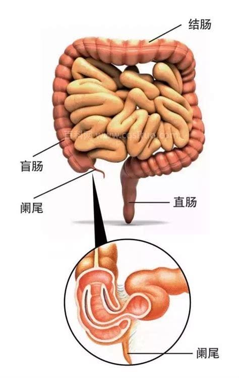 阑尾炎的疼痛位置图片