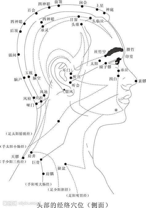 头部经络图