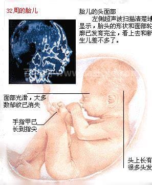 怀孕8个月胎儿图