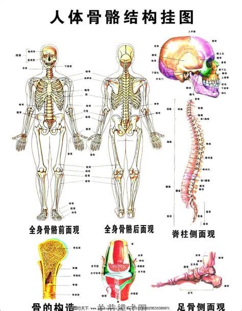 人体结构示意图