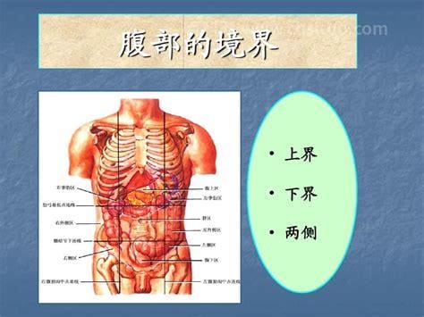 人体腹部结构图