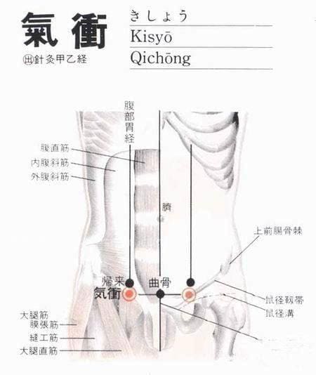 气冲穴位位置图