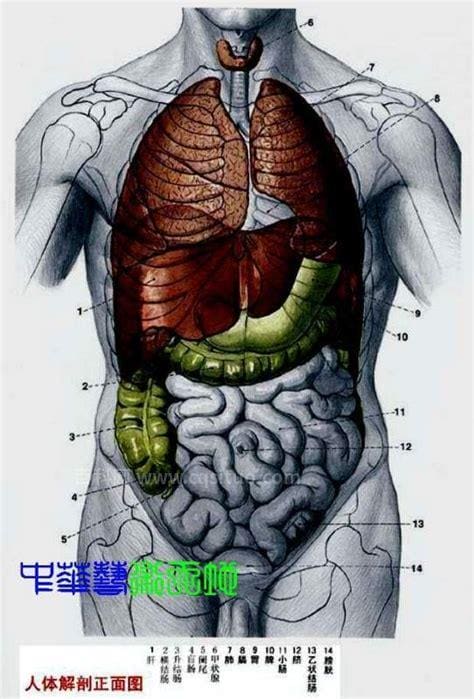 人体内脏构成结构示意图