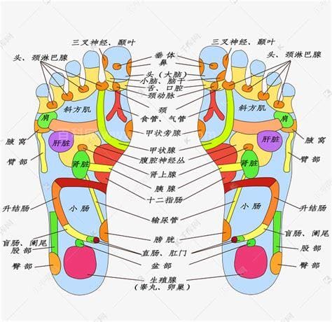 足部穴位图