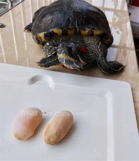 乌龟蛋能吃吗 有什么好处