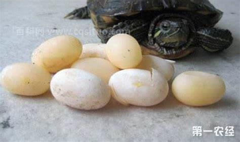 有关于乌龟蛋的功用与吃法介绍