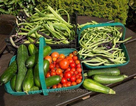 夏天可以种哪些蔬菜