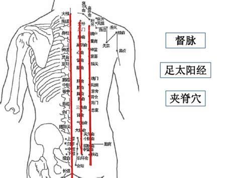 夹脊穴位位置图