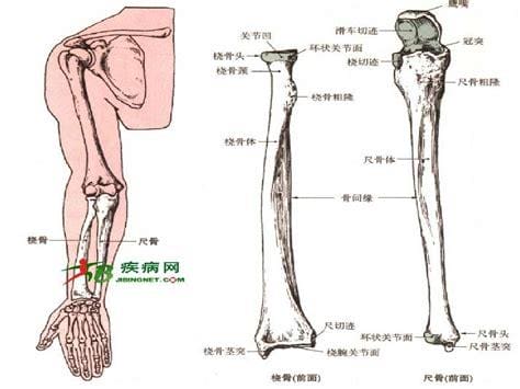 桡骨是哪个部位图片