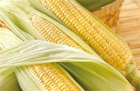 水果玉米是转基因吗