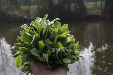 清明菜的营养价值及食用方法