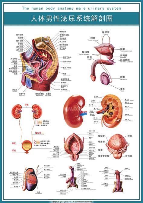 泌尿系统图