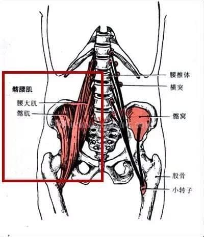 腹股沟在哪个位置图片