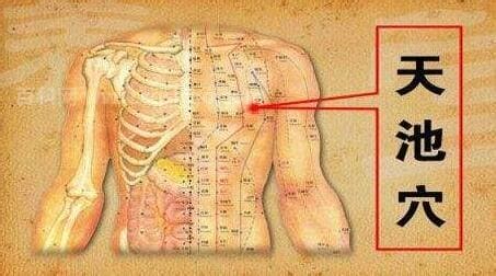 天池穴位位置图