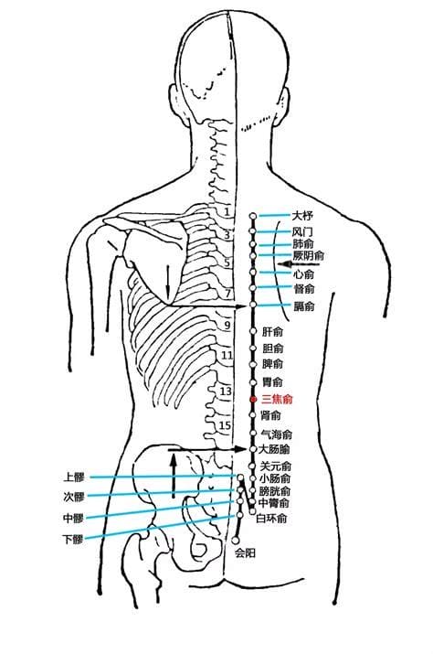 三焦俞穴位位置图