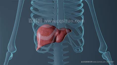 肝脏位置图