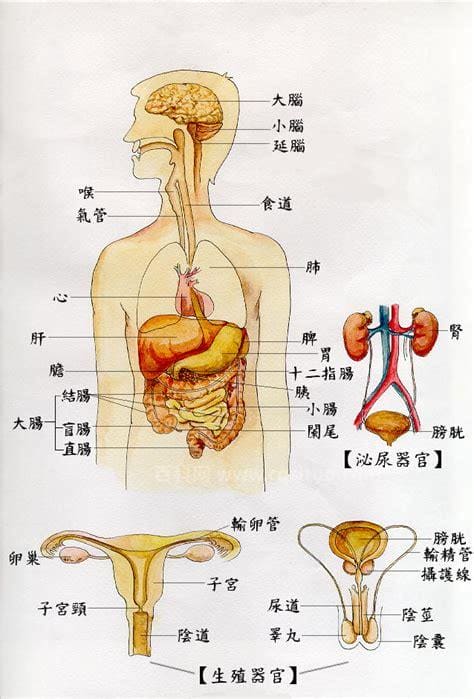 人体器官结构分布图