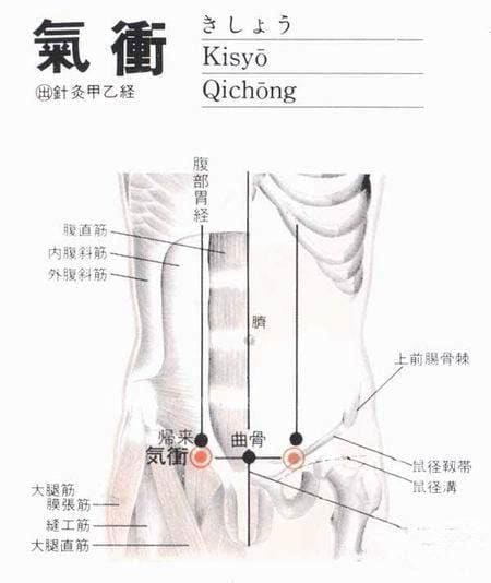 气冲穴位位置图