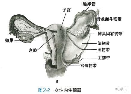 女性阴蒂图片