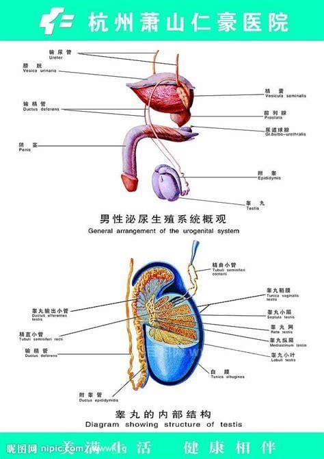 男性生殖器图