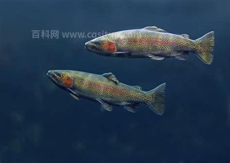 虹鳟鱼图片