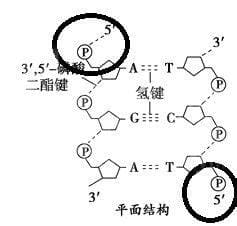 磷酸基团是什么意思