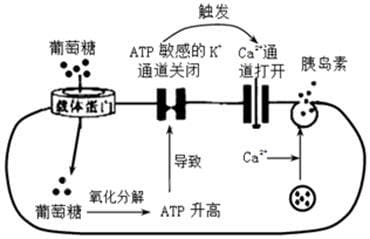 作用机制是什么意思和解释