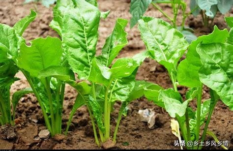 根达菜种植时间和方法