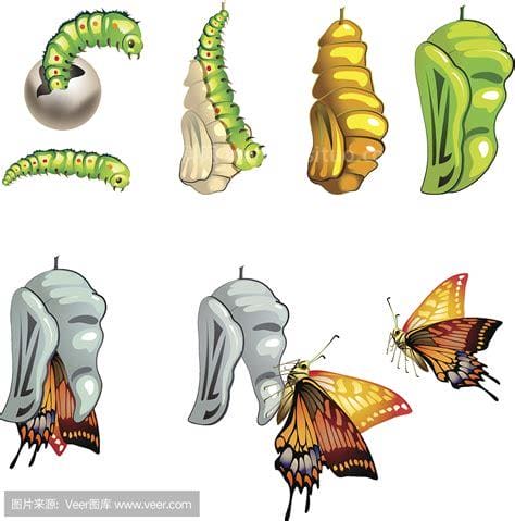 蝴蝶的生长过程是怎样的