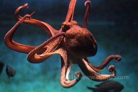 章鱼寿命有多长