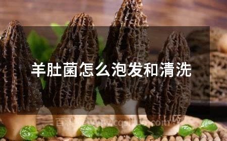 羊肚菌怎么泡发和清洗