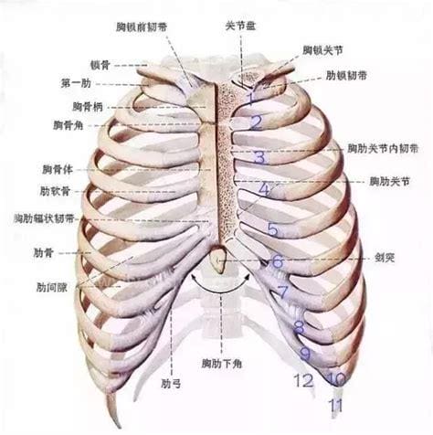 第四根肋骨什么寓意