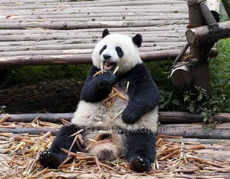 国宝大熊猫的生活习性