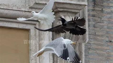 教堂的白鸽不会亲吻乌鸦是什么歌
