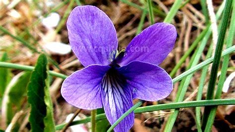 紫花地丁有什么功效