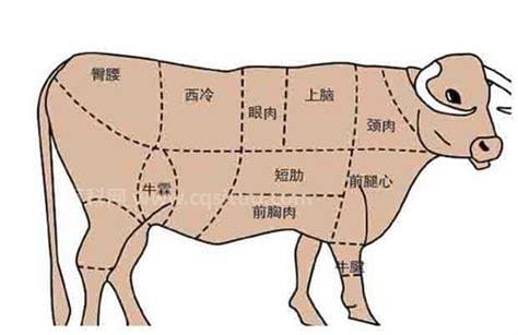 牛的上脑肉是哪个部位