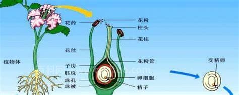 被子植物的一生是什么