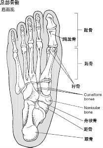 跖趾怎么读音什么意思