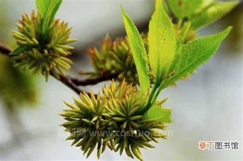 女人服用杜仲雄花的好处