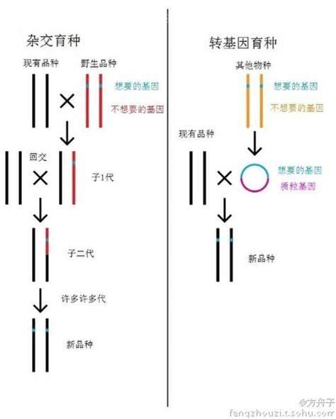 杂交与转基因的区别