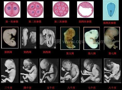 内胚型体质和外胚型体质的区别有哪些