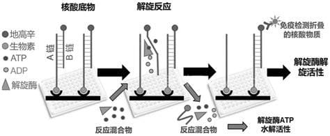 酶活性的三种测定方法