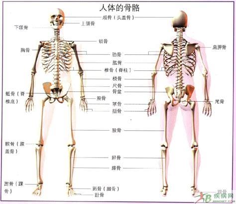 骨骼是什么意思