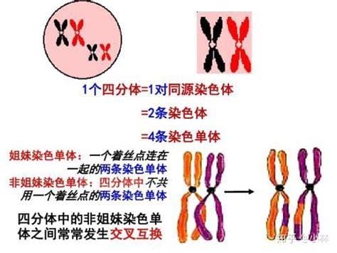 同源染色体和姐妹染色体的区别