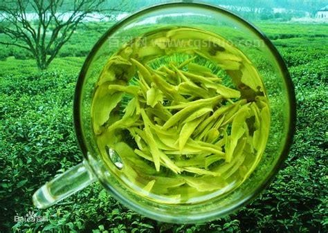 茶百科西湖龙井茶