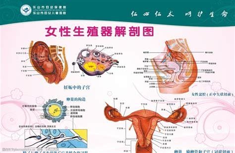 女性的生殖结构解剖图