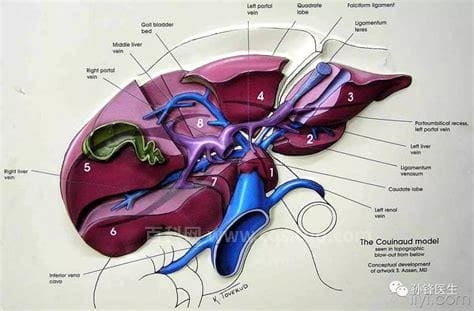 肝脏解剖结构及分叶图片