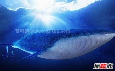 地球上现存最大的动物是蓝鲸